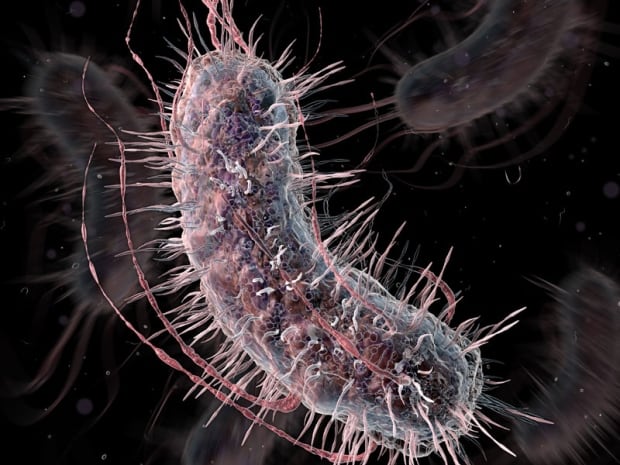 Bacteria