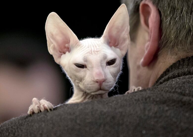 Canadian store sphynx cat