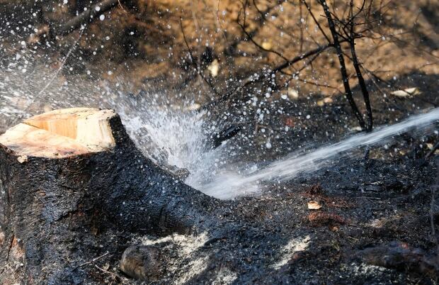 scorched tree fire nova scotia