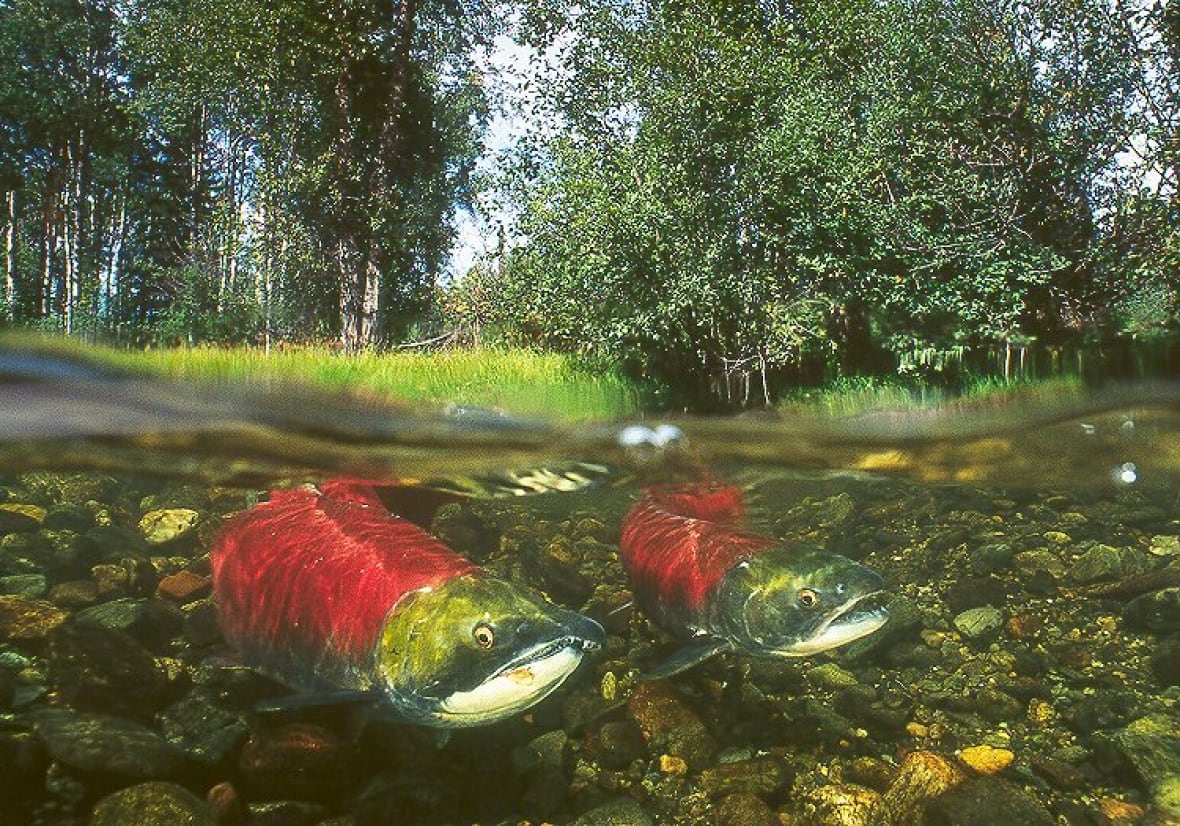 Two salmon pictured underwater in a forest creek.