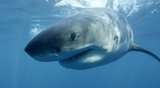 Great white shark