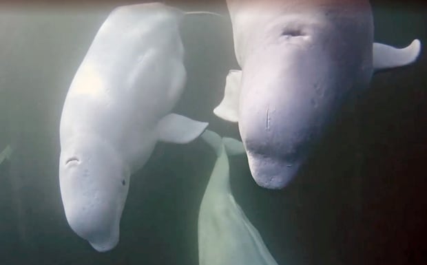 Beluga whales