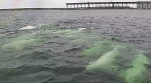 Beluga cam