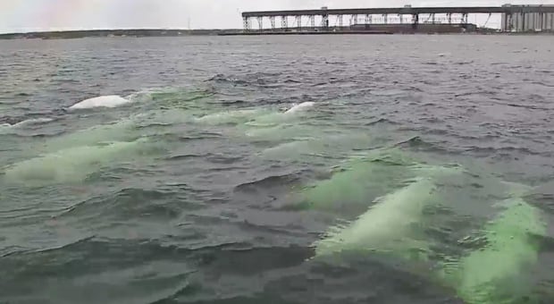Beluga cam