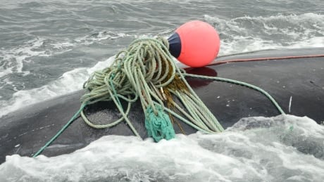 A North Atlantic right whale was freed from fishing lines in the Bay of Fundy near Campobello Island on Aug. 13. whale rescue, Bay of Fundy