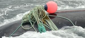 whale rescue, Bay of Fundy