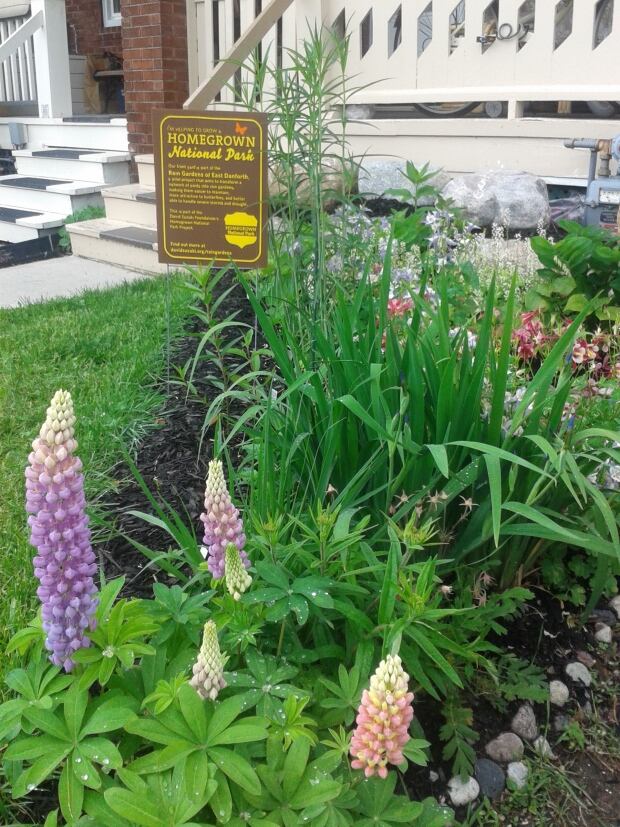 Rain garden