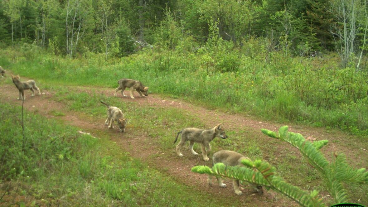 Black Bay trail cam captures eight-week-old wolves - Thunder Bay - CBC News