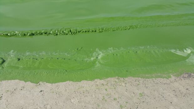 algae at Grand Beach
