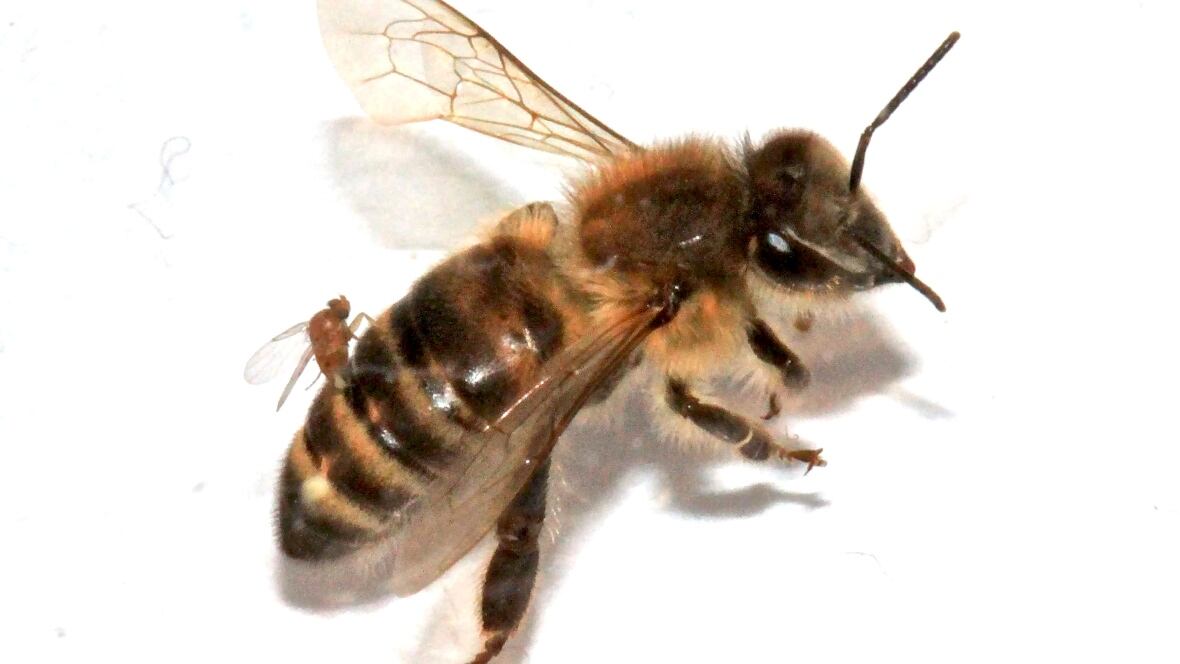zombie honeybees make first appearance in canada zombie honeybees make first appearance in canada