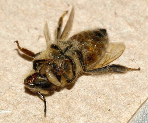 Phorid fly maggot