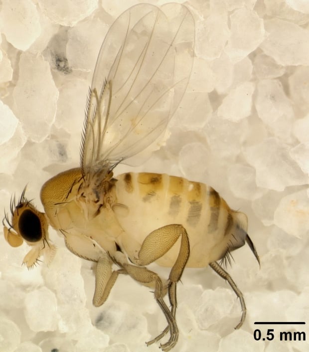 Phorid fly