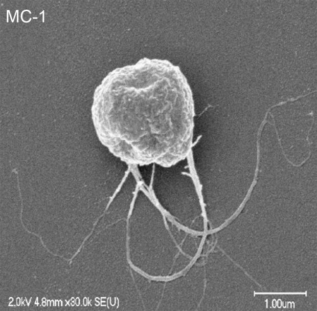 MC-1 bacterium