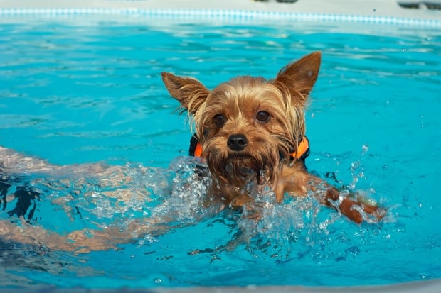 8 consejos para mantener a tu perro fresco este verano - CBC.ca 6 Dog in pool