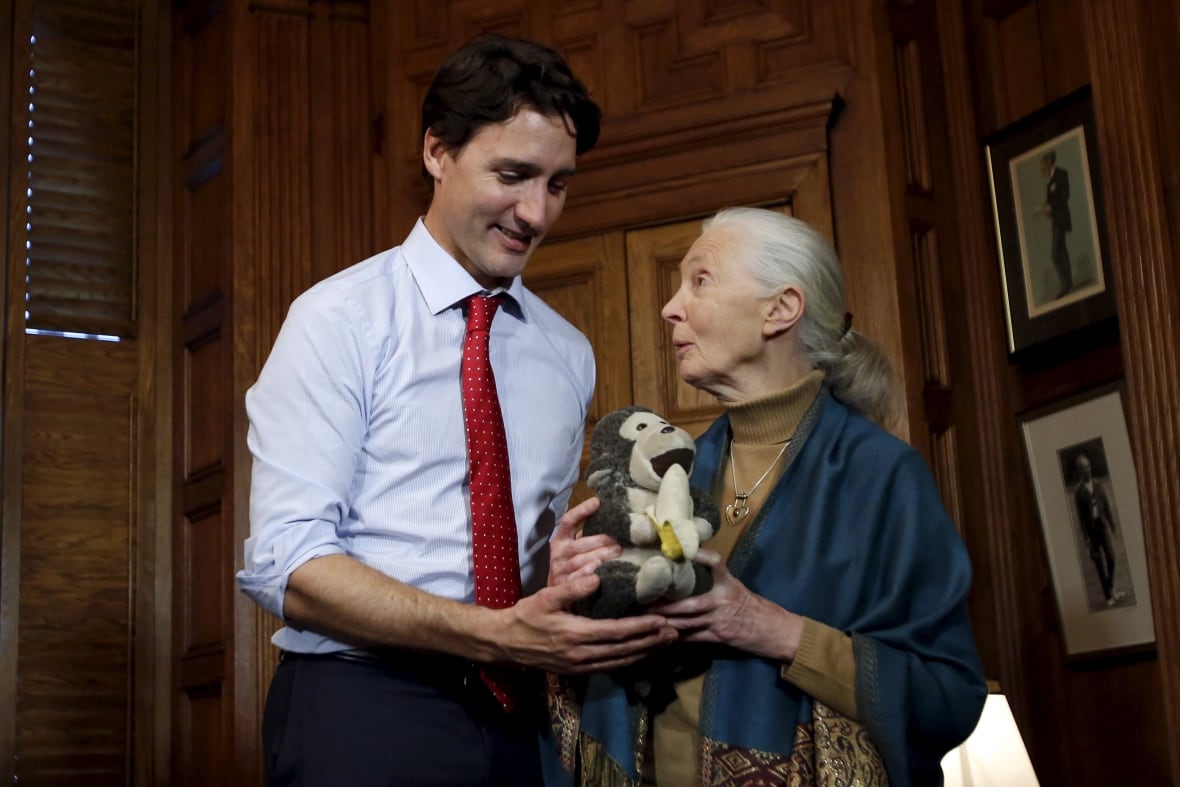 Justin Trudeau, with black hair and wearing a white shirt and a red shirt, standing near Jane Goodall, with long gray hair and dressed blue will pass the blue neck. They both caught the monkey's monkey with bananas in its hands.