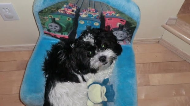 lab shih tzu mix labrador retriever attacks kills smaller in linden woods manitoba cbc news lab shih tzu mix labrador retriever attacks kills smaller in linden woods manitoba cbc news
