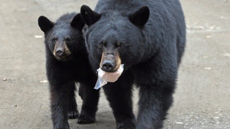 People are dealing with more bear sightings on Vancouver Island. Conservation officers say it's likely due to the late berry season. Campground Closed Bears
