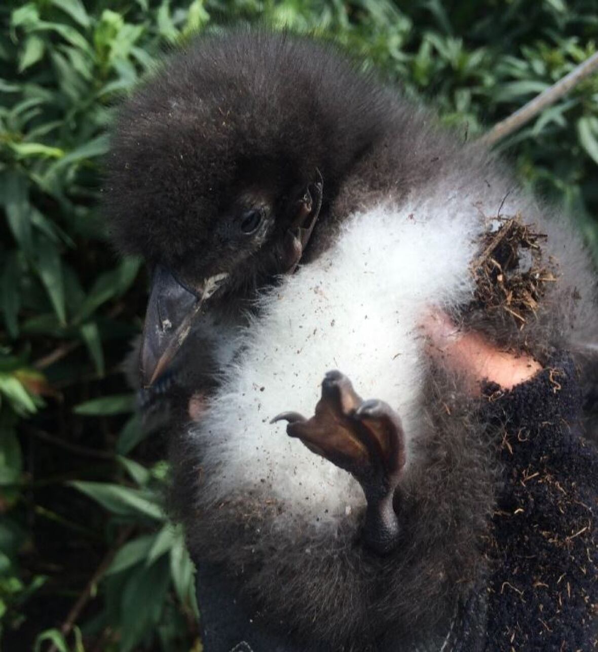 Puffin chicks on Machias Seal Island starve to death CBC News