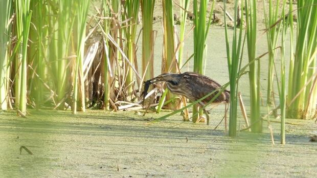 American bittern near Whitewater Lake, Man.