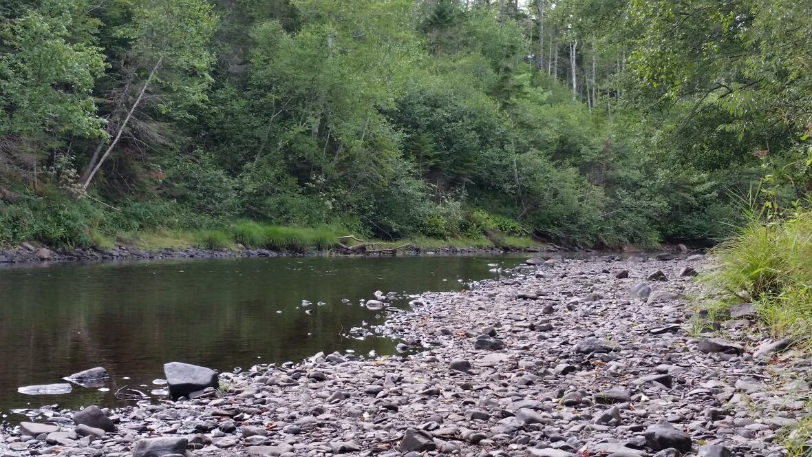 A stony river bank with trees in the background.