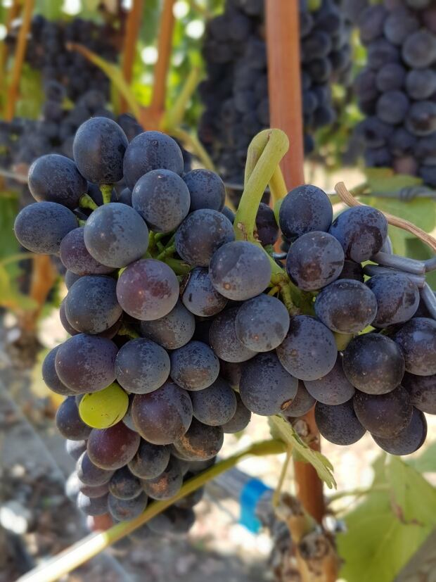 Wine grapes Okanagan