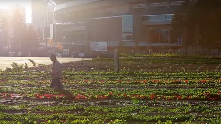 Sole Food Farms uses land in downtown Vancouver to grow crops.