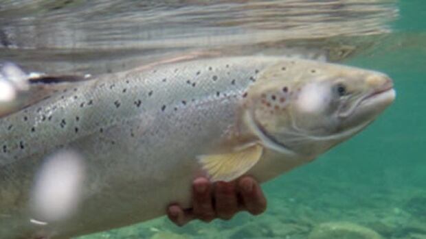 salmon nl