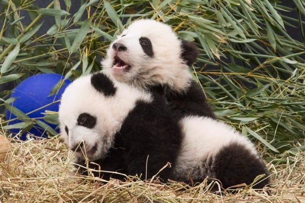 Toronto Zoo Pandas 20160307
