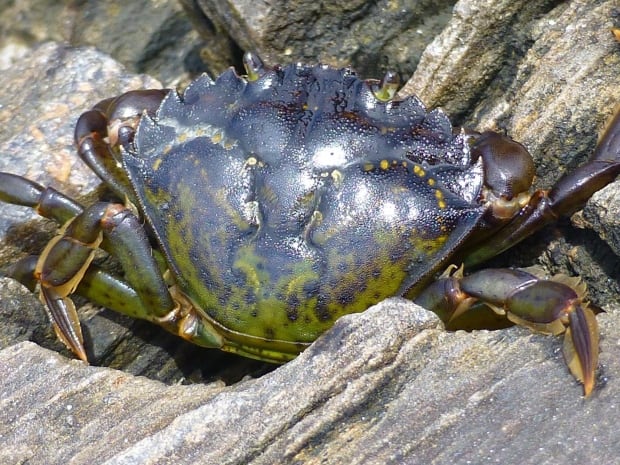 Green Crab