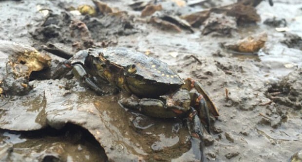 Green crab