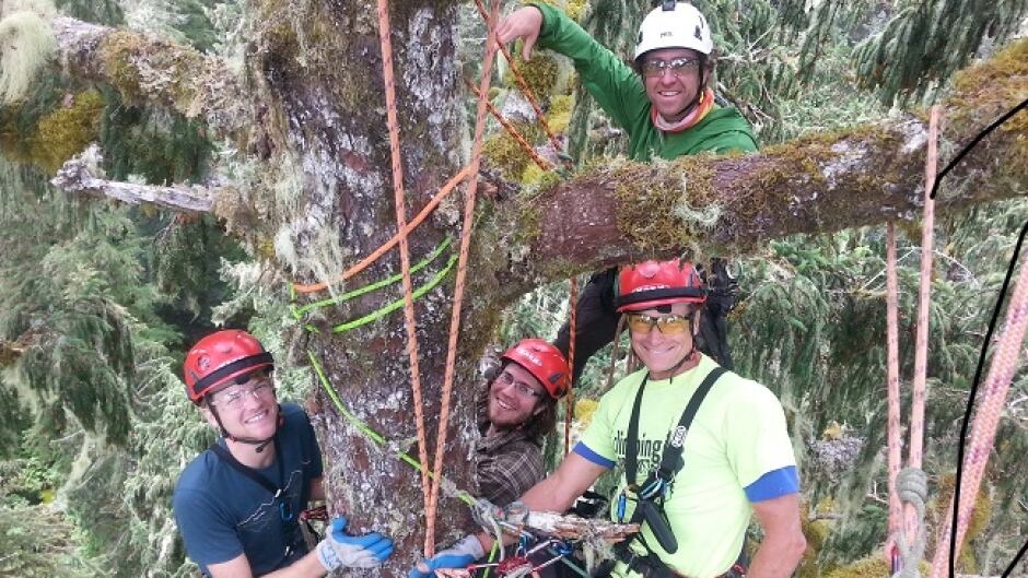 Climbing the so called 'Party Tree' in the Carmanah.