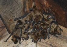 brown bats