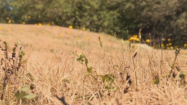 Was it the driest summer on record in the Maritimes? Was it the driest summer on record in the Maritimes?