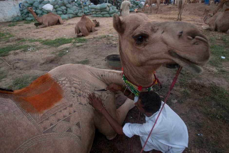muslims celebrate eid al adha around the world photo muslims celebrate eid al adha around the world photo
