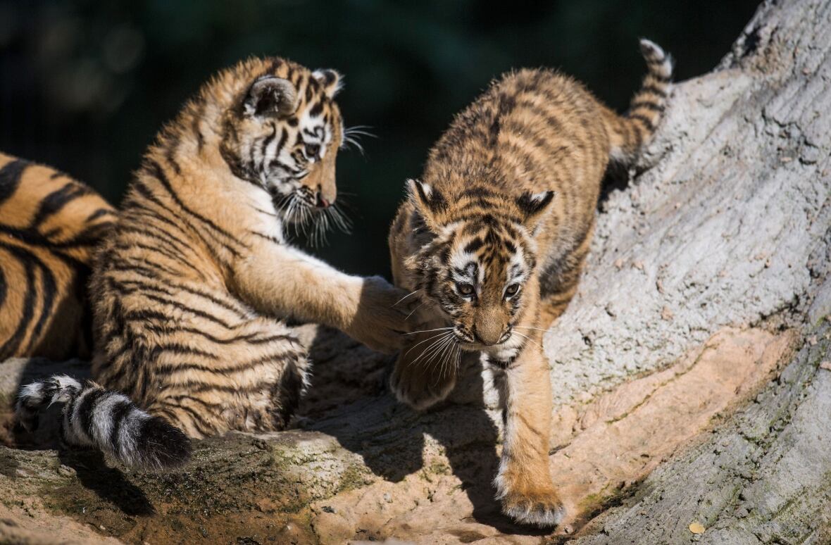 Baby animals born in captivity this summer CBC News