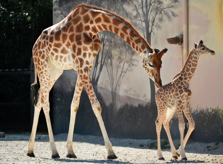 Baby animals born in captivity this summer | CBC News