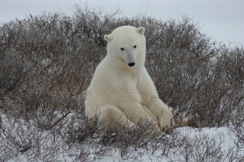 Polar bears and melting ice: 3 facts that may surprise you