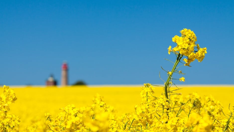 If Bayer buys Monsanto, farmers in Manitoba could be left paying higher prices for canola seed, says University of Manitoba Prof. Derek Brewin.