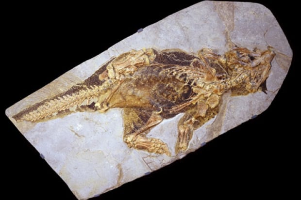 Psittacosaurus