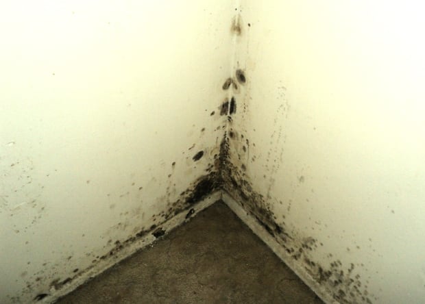 mold marijuana grow-op