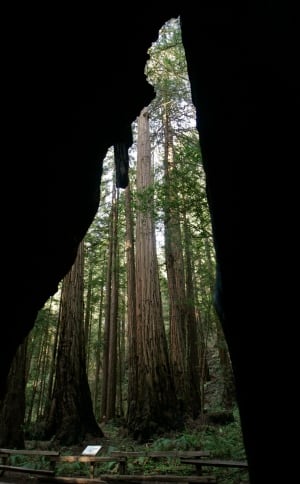 Travel Trip Muir Woods 100th