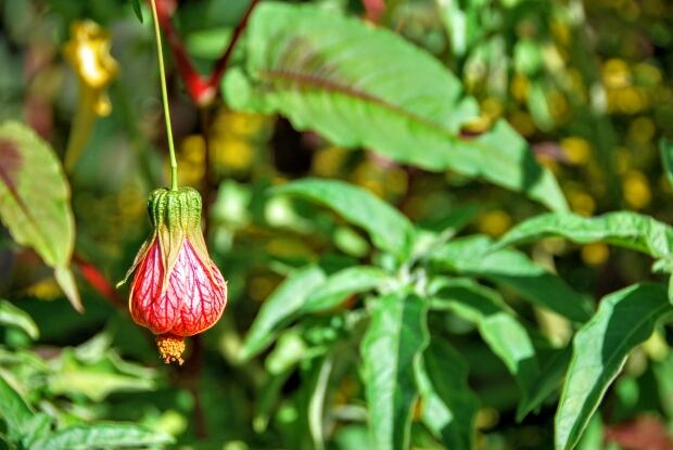Abutilon tiger eye
