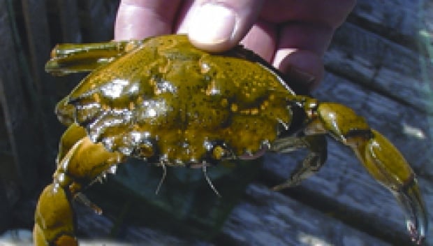Green Crab