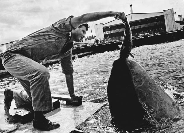 Killer Whale 8