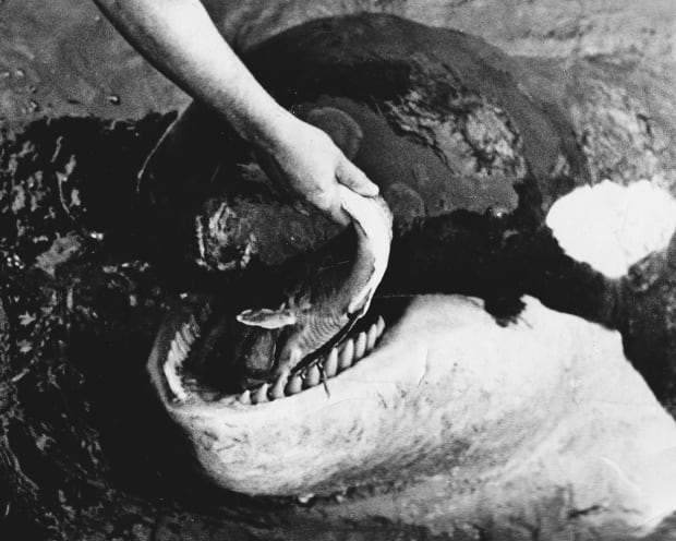 Killer Whale 9