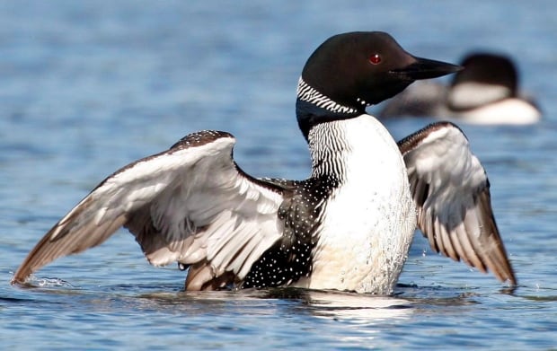 5 birds face off for national title of Canada's bird | CBC News