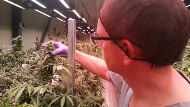 Tax on medical marijuana 'unfortunate,' says P.E.I. grower