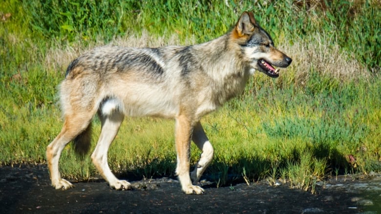 Encounter with Discovery Island's lone wolf sees island closed to ...