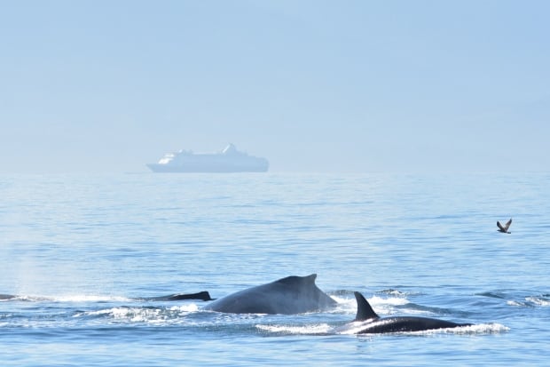 Humpbacks v. Bigg's killer whales v. Steller sea lion! Humpback