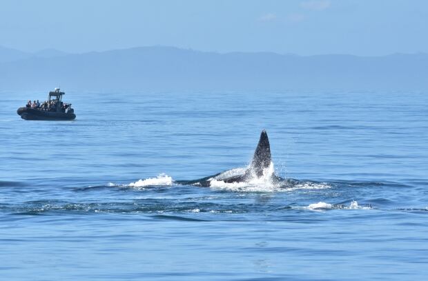 Humpbacks v. Bigg's killer whales v. Steller sea lion! Humpback